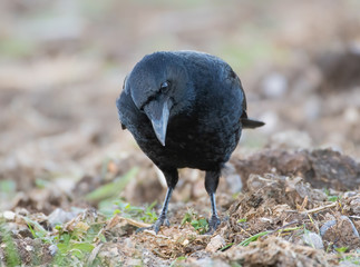 Carrion Crow foraging in field
