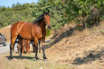 Fototapeta premium Konie pasą się w górach przy autostradzie