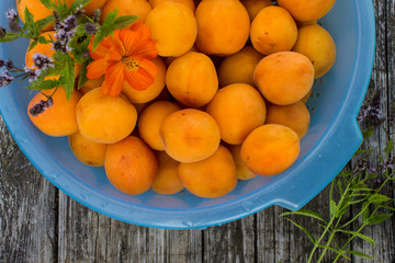 Ripe yellow apricots in a blue plastic bowl on the garden table