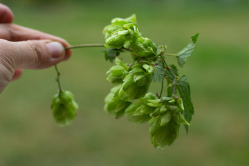 Green hops in woman hands, ingredients to make beer and bread, on green grass background