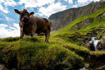 Cow in the mountains