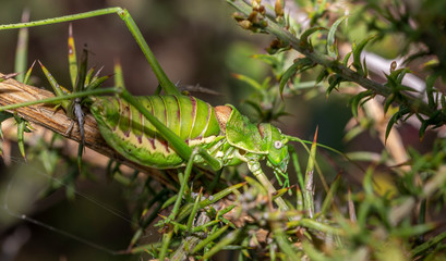 caterpillar on a branch