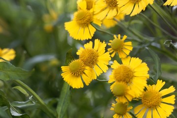 Common sneezeweed, Helenium autumnale