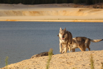 Wolfdog adventure