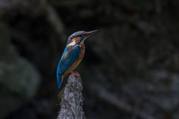Kingfisher on a creek in Sweden