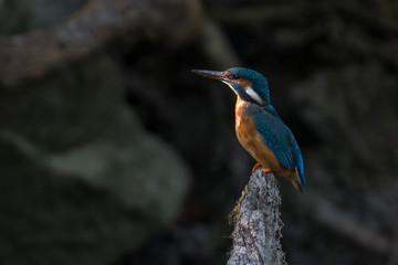 Kingfisher on a creek in Sweden