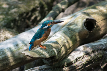 Kingfisher on a creek in Sweden