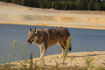 Wolfdog adventure