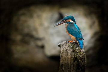 Kingfisher on a creek in Sweden