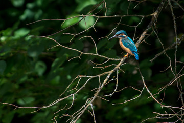 Kingfisher on a creek in Sweden