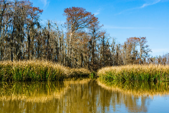 Reed plants and cypress trees in the swamp wetlands near New Orleans in the Louisiana Bayou