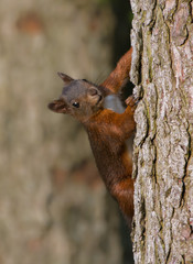 Red Squirrel climbing