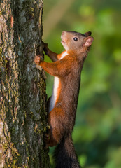Red Squirrel climbing
