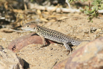 détail lezard du désert maroc