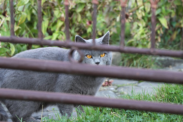 Noble trueborn grey tomcat with wonderful orange eyes looks at me through brown iron fence. Little scared domestic cat. Soft grey fur. Suprised face of kitten
