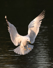 Mew Gull fishing in Anchorage Alaska