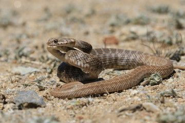 Serpent au maroc