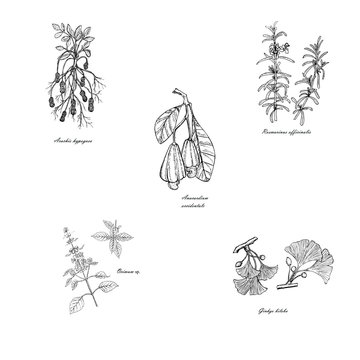 Rosemary, basil, peanuts, ginkgo, cashews monochrome hand drawn sketch. Herbs and spices monochrome food set art design element for organic shop, for web, for print