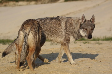 Wolfdog adventure