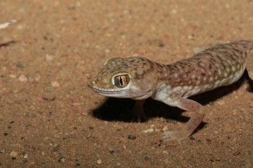 détail lezard du désert maroc