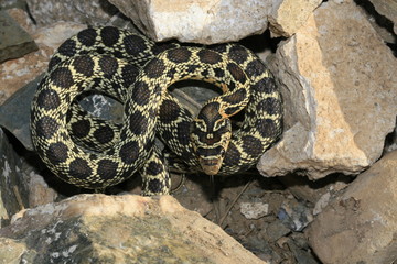 Couleuvre à échelon Zamenis scalaris