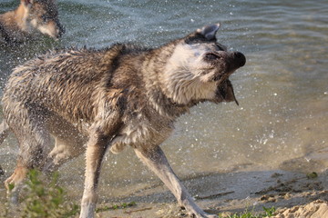 Obraz premium Wolfdog adventure