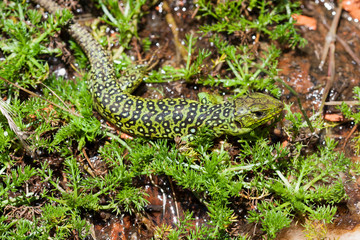 Lezard ocellé juvénile Timon lepidus