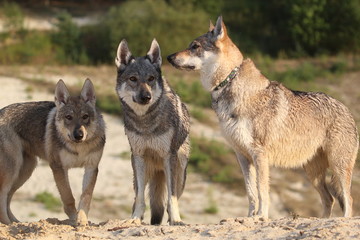 Fototapeta premium Wolfdog adventure