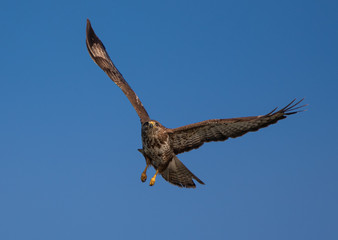 Common Buzzard in flight