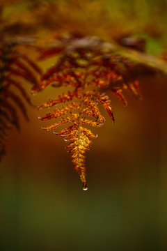 Closeup yellow fern leaf with drop of clean water on blurred background of forest in Finland