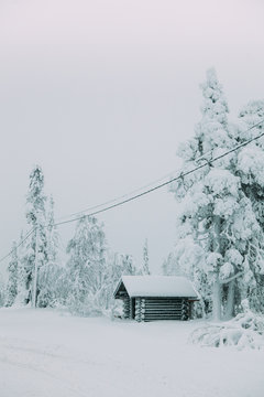 Conifer trees covered with white snow growing in cold Lapland countryside