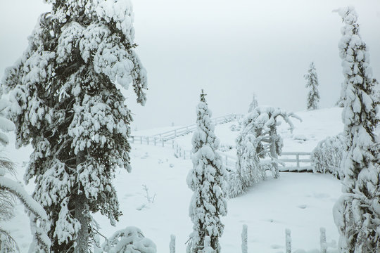 Conifer trees covered with white snow growing in cold Lapland countryside
