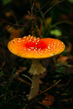 Closeup fly agaric mushroom growing on wet ground of forest in Finland