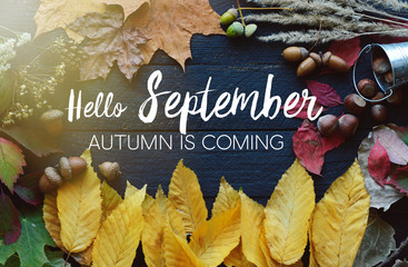 hello September card, Autumn composition from leaf, vintage style © RomanWhale studio