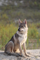 Wolfdog adventure