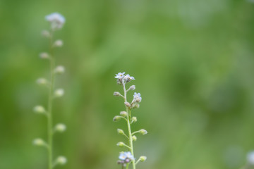 Forget Me Not Flowers in Bloom in Springtime