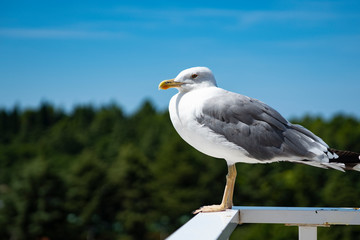 A large Seagull stands on the edge of the balcony. The background of the image is green trees and blue sky. Copy space.