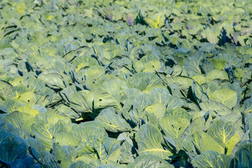 Rows of cabbage in a vegetable garden