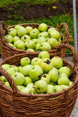 Apple harvest. Two wicker baskets with green apples in orchard