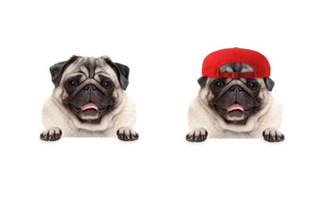 frolic smiling pug puppy dog wearing red cap hat, with paws on white banner, isolated