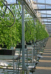 Growing tomatoes in green house. Netherlands. Horticulture