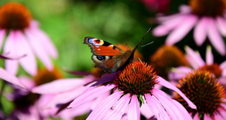 Schmetterling auf Echinacea im Garten 