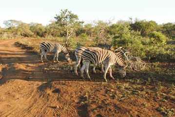 Wild Zebras in South Africa