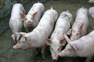 Pigs in stable