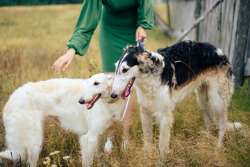 Fototapeta premium Russian greyhounds in nature, autumn dog walk
