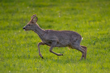 Roe Buck in spring