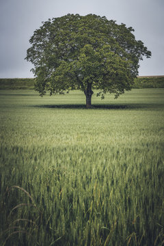 Stunning tree with large crown and lush leaves in field in cloudy day