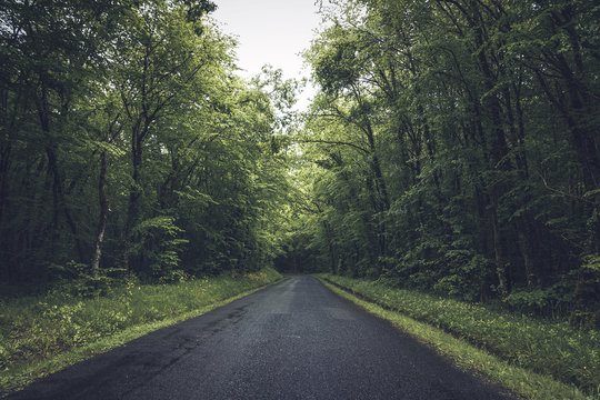 Smooth asphalt road in gloomy green forest with lush different trees