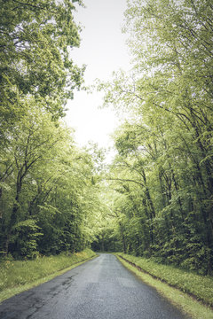 Smooth asphalt road in gloomy green forest with lush different trees