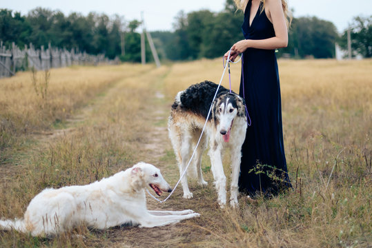 Russian greyhounds in nature, autumn dog walk